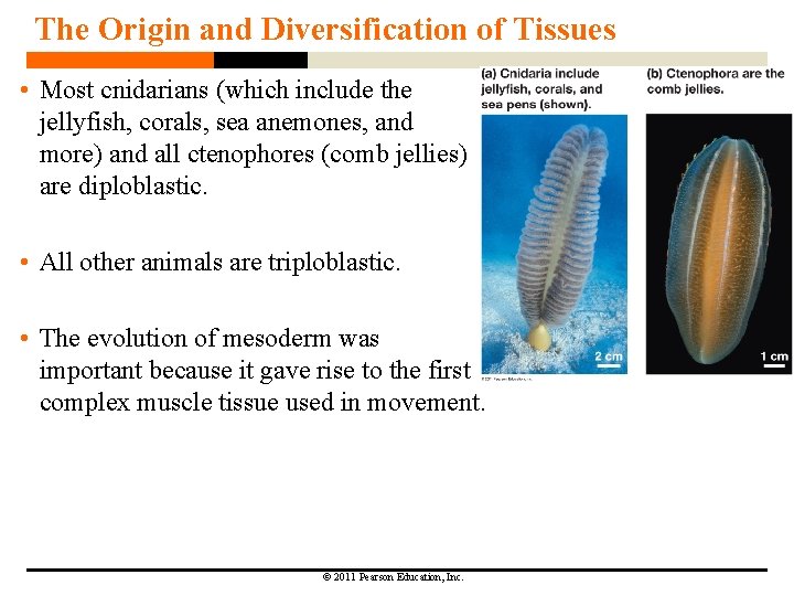 The Origin and Diversification of Tissues • Most cnidarians (which include the jellyfish, corals,