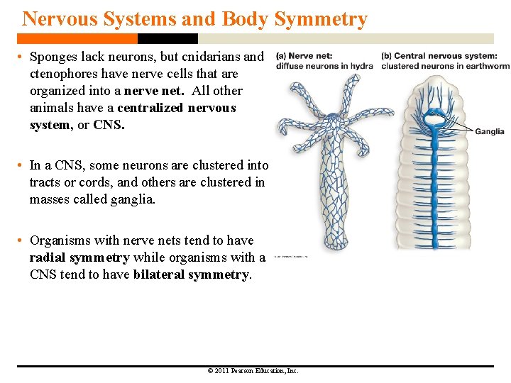 Nervous Systems and Body Symmetry • Sponges lack neurons, but cnidarians and ctenophores have