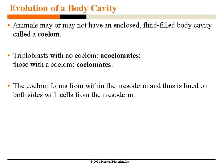 Evolution of a Body Cavity • Animals may or may not have an enclosed,