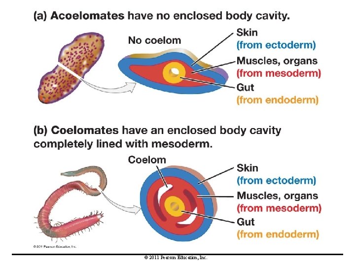 © 2011 Pearson Education, Inc. 