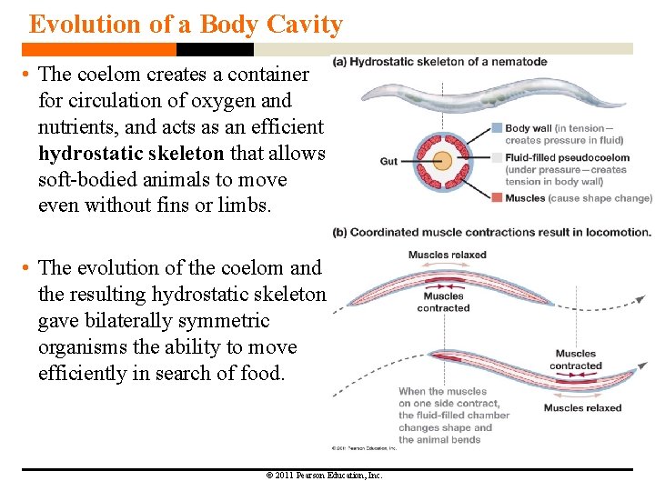 Evolution of a Body Cavity • The coelom creates a container for circulation of