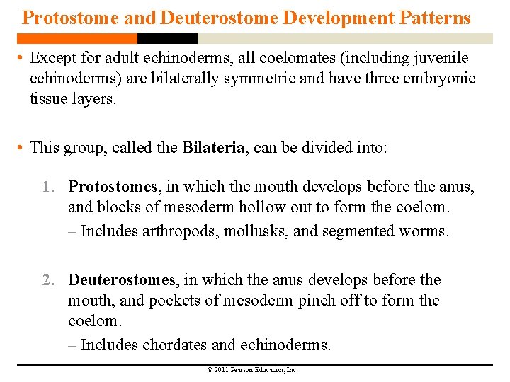 Protostome and Deuterostome Development Patterns • Except for adult echinoderms, all coelomates (including juvenile