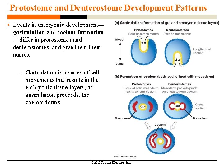 Protostome and Deuterostome Development Patterns • Events in embryonic development— gastrulation and coelom formation