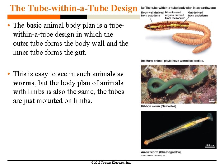 The Tube-within-a-Tube Design • The basic animal body plan is a tubewithin-a-tube design in