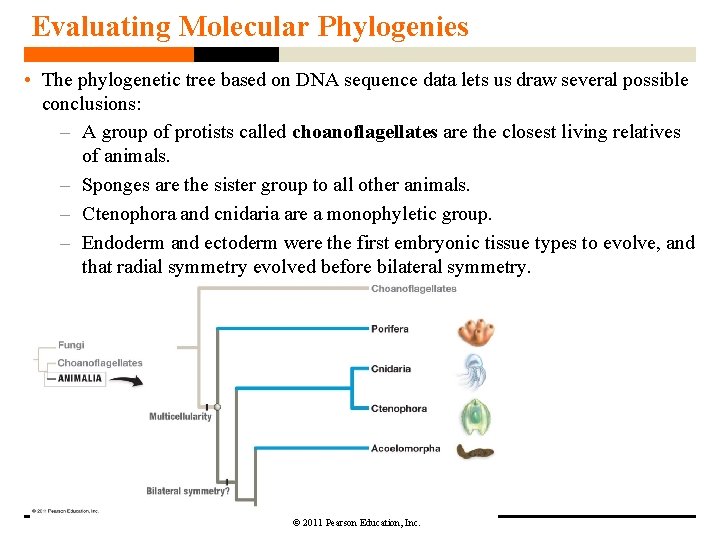 Evaluating Molecular Phylogenies • The phylogenetic tree based on DNA sequence data lets us