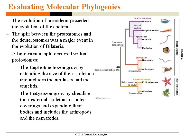 Evaluating Molecular Phylogenies – The evolution of mesoderm preceded the evolution of the coelom.