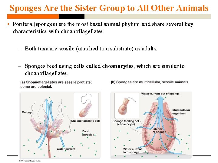 Sponges Are the Sister Group to All Other Animals • Porifera (sponges) are the