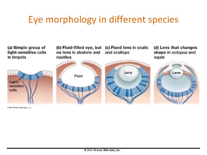 Eye morphology in different species © 2011 Pearson Education, Inc. 