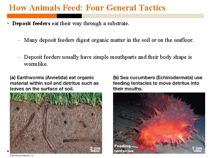 How Animals Feed: Four General Tactics • Deposit feeders eat their way through a