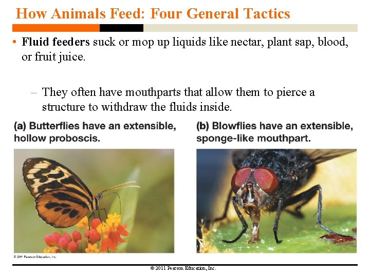 How Animals Feed: Four General Tactics • Fluid feeders suck or mop up liquids