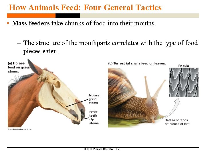 How Animals Feed: Four General Tactics • Mass feeders take chunks of food into