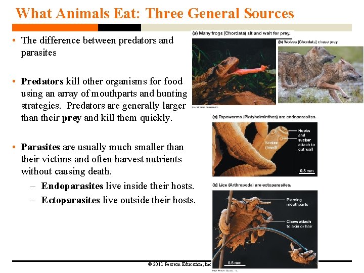 What Animals Eat: Three General Sources • The difference between predators and parasites •