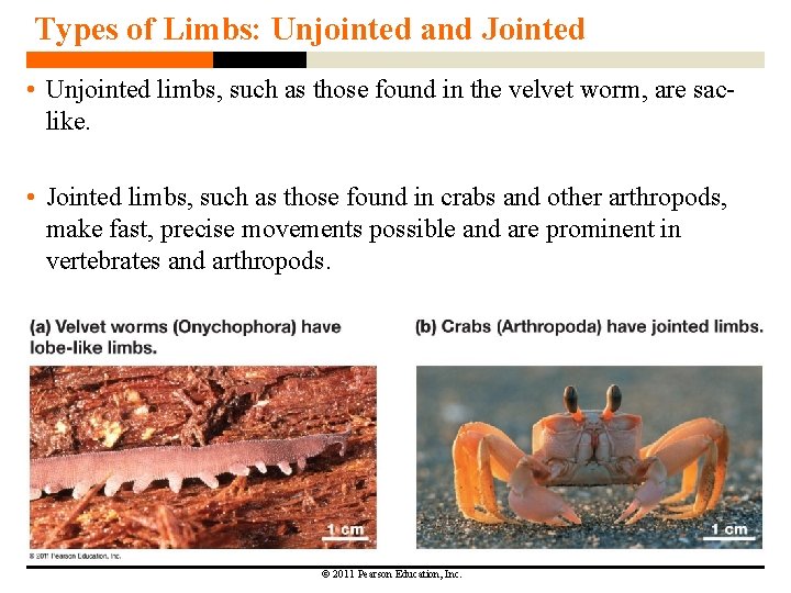 Types of Limbs: Unjointed and Jointed • Unjointed limbs, such as those found in