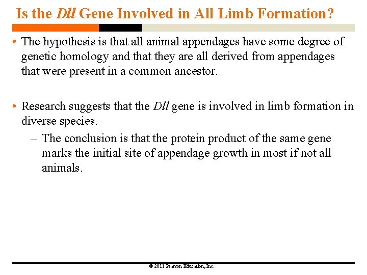 Is the Dll Gene Involved in All Limb Formation? • The hypothesis is that
