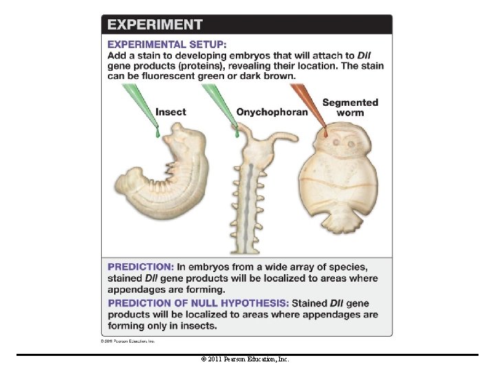 © 2011 Pearson Education, Inc. 