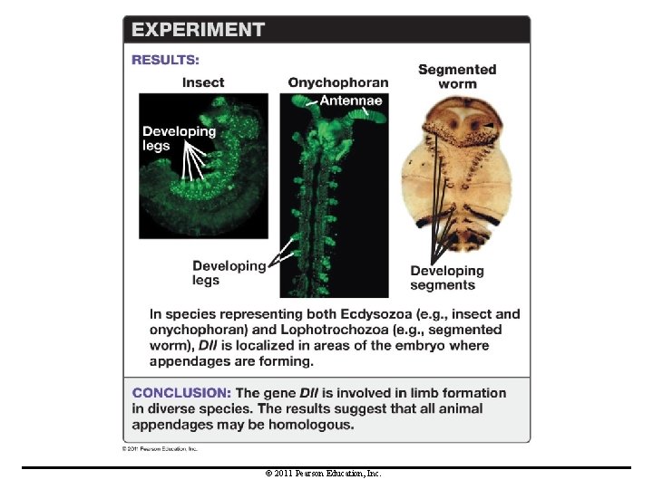 © 2011 Pearson Education, Inc. 