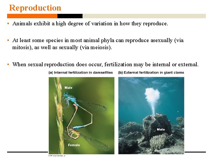 Reproduction • Animals exhibit a high degree of variation in how they reproduce. •