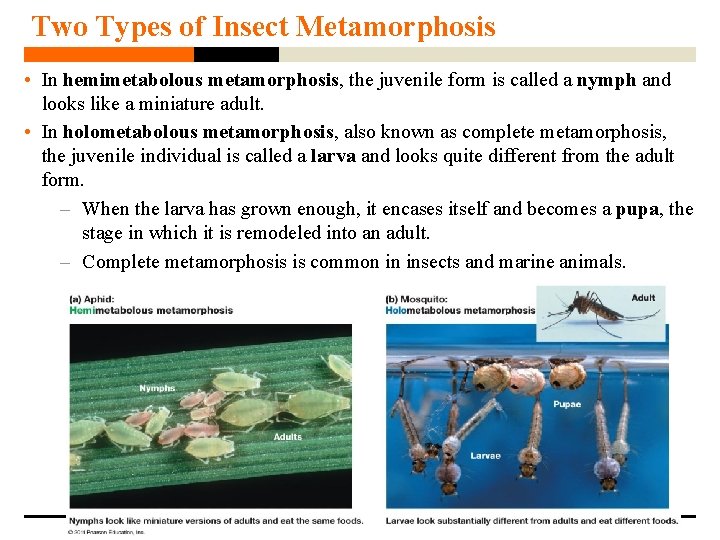 Two Types of Insect Metamorphosis • In hemimetabolous metamorphosis, the juvenile form is called