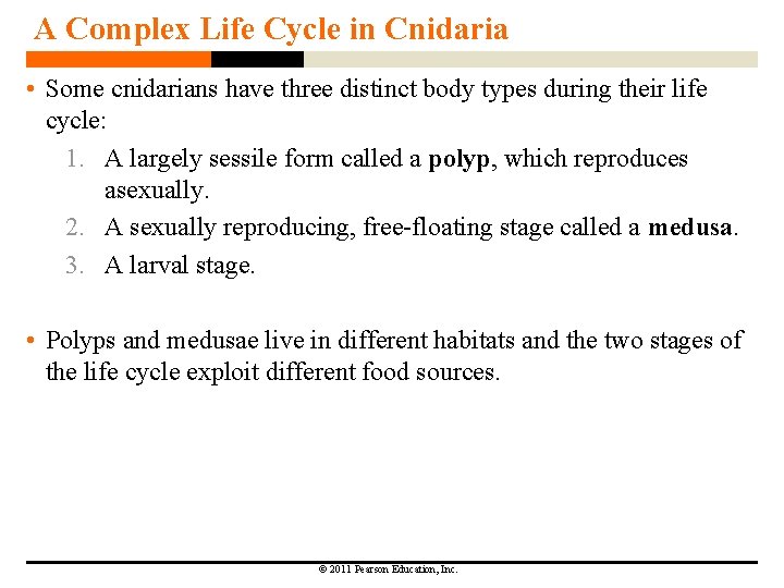 A Complex Life Cycle in Cnidaria • Some cnidarians have three distinct body types
