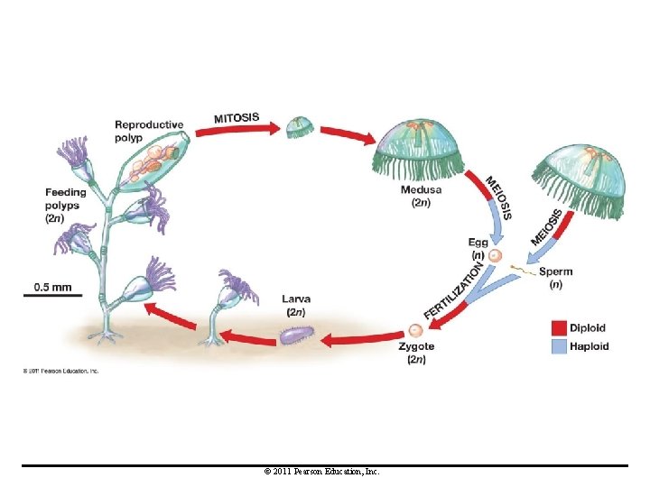 © 2011 Pearson Education, Inc. 