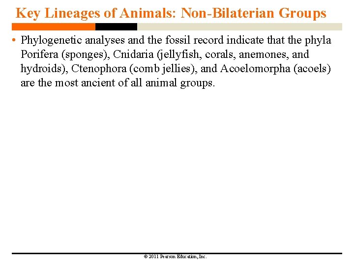 Key Lineages of Animals: Non-Bilaterian Groups • Phylogenetic analyses and the fossil record indicate