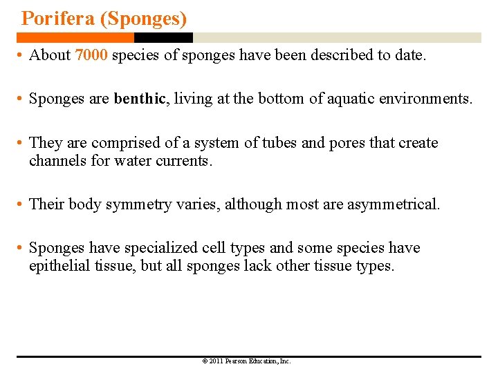 Porifera (Sponges) • About 7000 species of sponges have been described to date. •