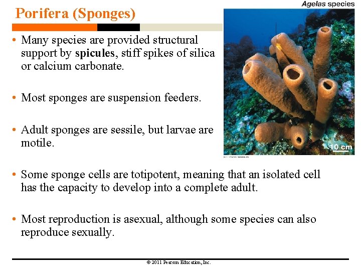 Porifera (Sponges) • Many species are provided structural support by spicules, stiff spikes of