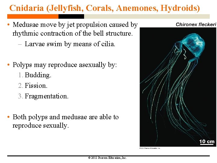 Cnidaria (Jellyfish, Corals, Anemones, Hydroids) • Medusae move by jet propulsion caused by rhythmic