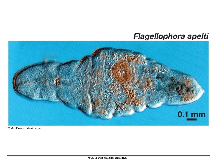 © 2011 Pearson Education, Inc. 