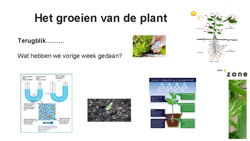 Het groeien van de plant Terugblik……… Wat hebben we vorige week gedaan? 