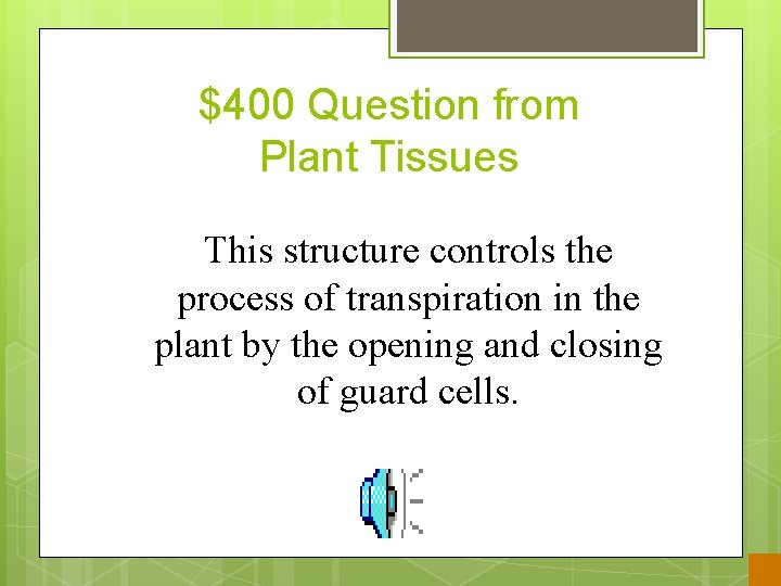 $400 Question from Plant Tissues This structure controls the process of transpiration in the