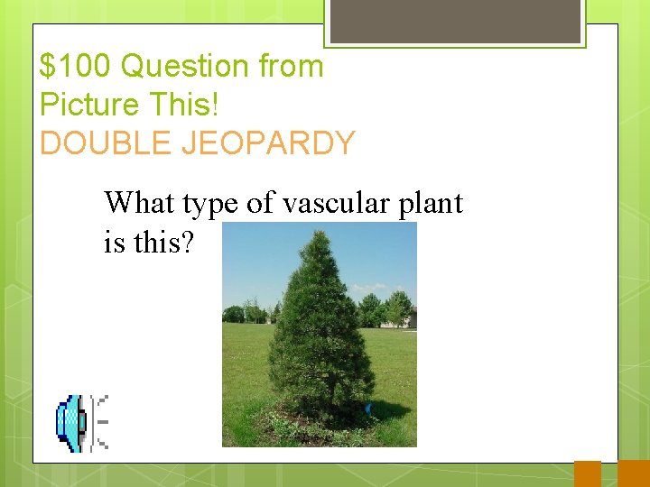 $100 Question from Picture This! DOUBLE JEOPARDY What type of vascular plant is this?