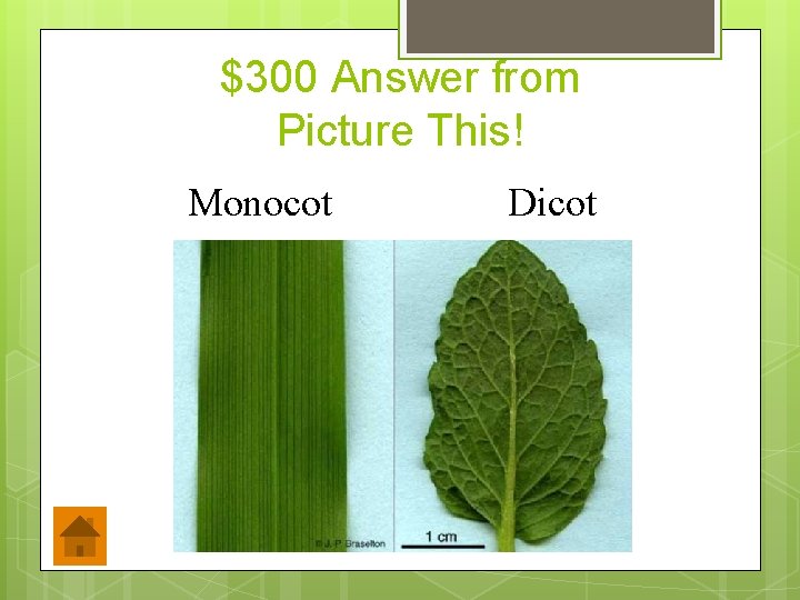 $300 Answer from Picture This! Monocot Dicot 