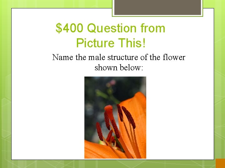 $400 Question from Picture This! Name the male structure of the flower shown below: