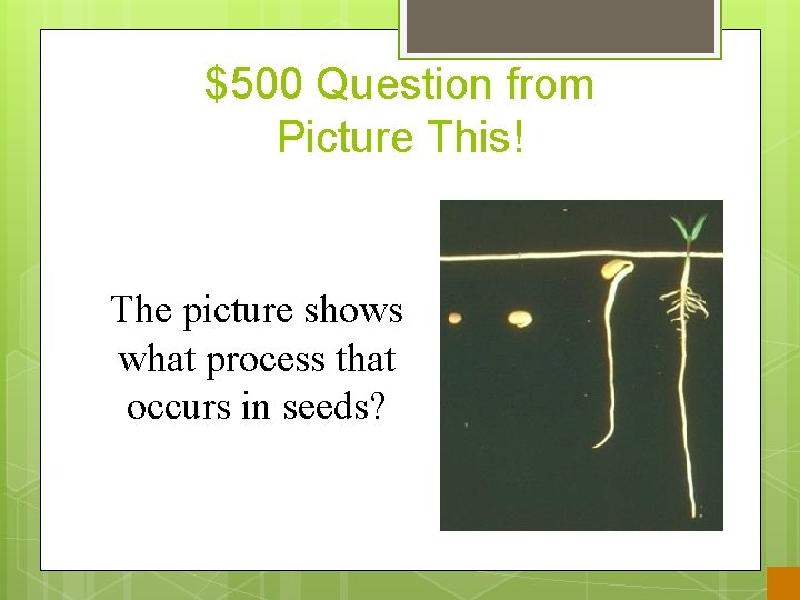 $500 Question from Picture This! The picture shows what process that occurs in seeds?