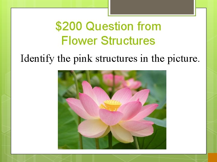 $200 Question from Flower Structures Identify the pink structures in the picture. 