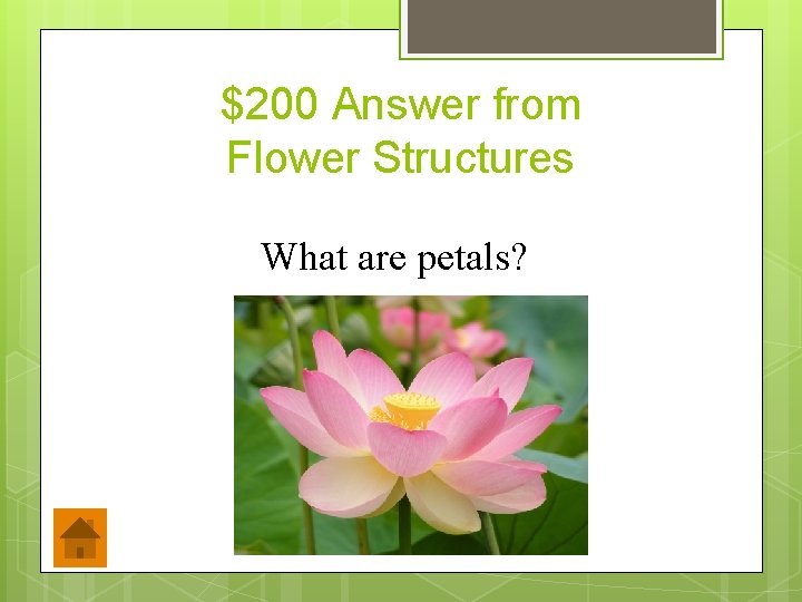 $200 Answer from Flower Structures What are petals? 