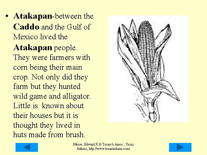 • Atakapan-between the Caddo and the Gulf of Mexico lived the Atakapan people. • Atakapan-between the Caddo and the Gulf of Mexico lived the Atakapan people.