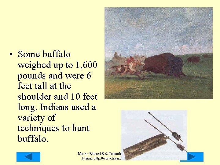 • Some buffalo weighed up to 1, 600 pounds and were 6 feet • Some buffalo weighed up to 1, 600 pounds and were 6 feet