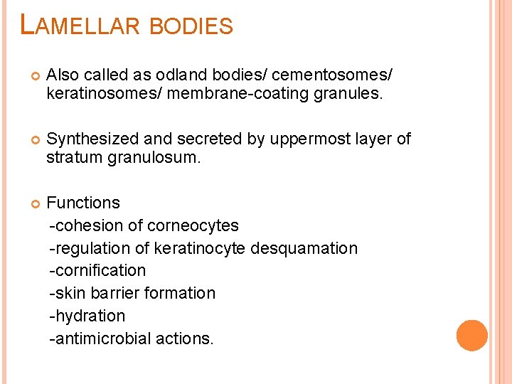 LAMELLAR BODIES Also called as odland bodies/ cementosomes/ keratinosomes/ membrane-coating granules. Synthesized and secreted