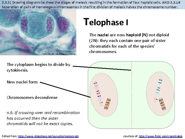 3. 3. S 1 Drawing diagrams to show the stages of meiosis resulting in