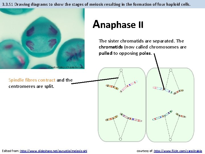 3. 3. S 1 Drawing diagrams to show the stages of meiosis resulting in