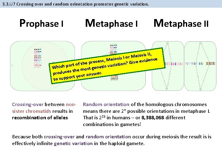 3. 3. U 7 Crossing over and random orientation promotes genetic variation. Prophase I