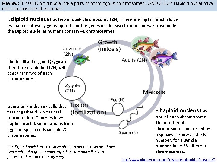 Review: 3. 2. U 6 Diploid nuclei have pairs of homologous chromosomes. AND 3.