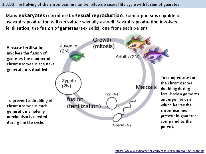 3. 3. U 2 The halving of the chromosome number allows a sexual life