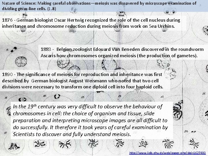 Nature of Science: Making careful observations—meiosis was discovered by microscope examination of dividing germ-line