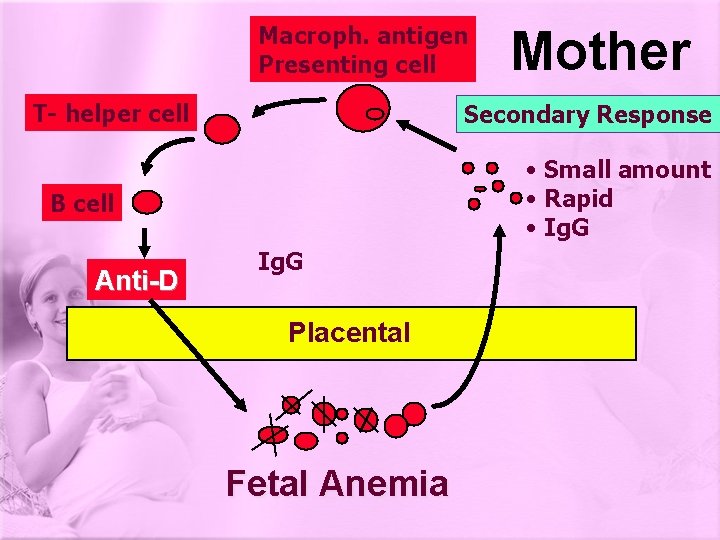 Macroph. antigen Presenting cell T- helper cell Secondary Response • Small amount • Rapid