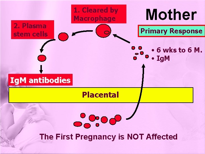 2. Plasma stem cells 1. Cleared by Macrophage Mother Primary Response • 6 wks