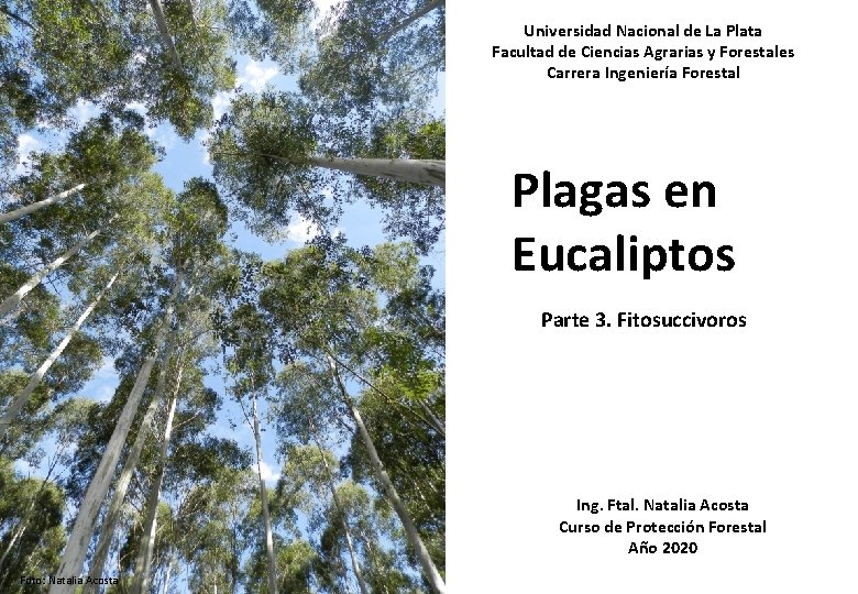 Universidad Nacional de La Plata Facultad de Ciencias Agrarias y Forestales Carrera Ingeniería Forestal Universidad Nacional de La Plata Facultad de Ciencias Agrarias y Forestales Carrera Ingeniería Forestal