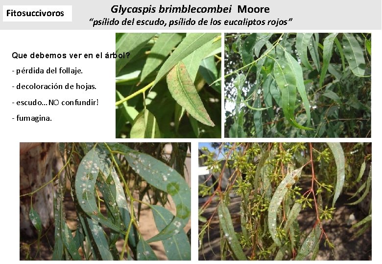Fitosuccivoros Glycaspis brimblecombei Moore “psílido del escudo, psílido de los eucaliptos rojos” Que debemos Fitosuccivoros Glycaspis brimblecombei Moore “psílido del escudo, psílido de los eucaliptos rojos” Que debemos